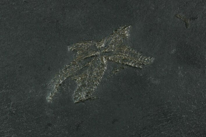 Pyritized Sea Star (Bundenbachia) Fossil - Bundenbach, Germany #231557
